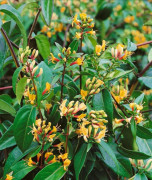 Vintertry - Lonicera henryi Copper Beauty ® (Storlek: C1,7)
