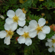 Ölandstok - Dasiphora fruticosa Manchu (Mandschurica) (Storlek: busk C2)
