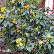 Mahonia - Mahonia aquifolium Smaragd (Storlek: 30-40 Co)
