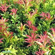 Japansk Buskrosling - Pieris japonica Mountain Fire (Storlek: 25-30 C2)