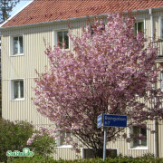 Japansk Körsbär - Prunus (Sato-zakura-Gruppen) Kanzan (Storlek: 150 stam co)