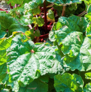 Rabarber - Rheum rhabarbarum Balsgård Berit ® (Storlek: C3)