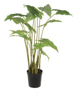 Mr Plant Konstväxt Alocasia Zebrina
