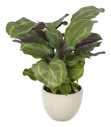 Mr Plant Konstväxt Calathea med kruka