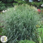 Jungfruhirs - Panicum virgatum Blue Fountain ® (Krukstorlek: 0,5-1L)