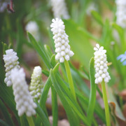 Muscari armeniacum, Pärlhyacint Vit - Muscari armeniacum (Krukstorlek: 7cm Lerkruka)