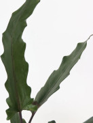 Elefantöra - Alocasia 'Lauterbachiana' - Höjd 80-90 cm - ⌀19 cm