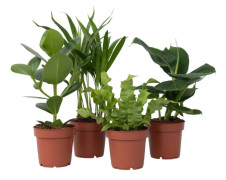 Krukväxter 'Gröna kvartetten' - Set om 4 - Höjd 25-40cm - ⌀12cm