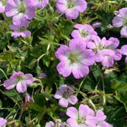 Yoshinonäva - Geranium yoshinoi Confetti (Krukstorlek: 0,5-1L)