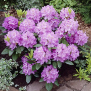 Parkrododendron - Rhododendron catawbi. Grandiflorum (Storlek: 30-40 C5)
