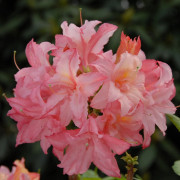 Azalea - Rhododendron mixtum Rosenköpfchen (Storlek: 40-50 C5)