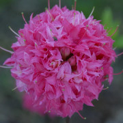 Rustica Azalea - Rhododendron rustica Norma (Storlek: 40-50 C5)