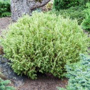 Ärtcypress - Chamaecyparis pisifera White Pygmy (Storlek: 20-25 C3)