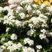 Azalea - Rhododendron mixtum Schneeköpfchen (Storlek: 40-50 C5)