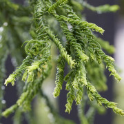 Japansk kryptomeria (Storlek: 50-60 C3)