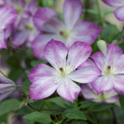 Italiensk Klematis - Clematis viticella Pernille ®
