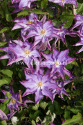 Klematis Storblommig - Clematis patens Palette ®