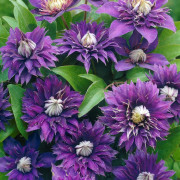 Klematis Storblommig - Clematis patens Multi Blue (Storlek: C2)