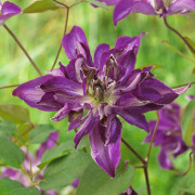 Italiensk Klematis - Clematis viticella Astra Nova ®