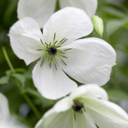 Italiensk Klematis - Clematis viticella Maria Cornelia ®