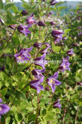 Lyktklematis - Clematis texensis Prince William ®
