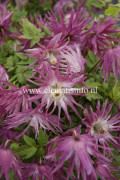 Klematis - Clematis atragene Sorbet (Zosor)