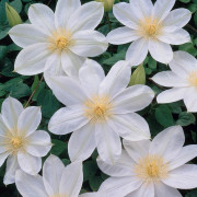 Klematis Storblommig - Clematis patens Wada´s Primrose