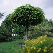 Klotkatalpa - Catalpa bignonioides Nana (Storlek: 200 stam C15)