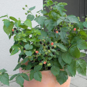 Björnbär/Krukbjörnbär - Rubus fruticosus Lowberry ® Little Black Prince (Storlek: 50-60 C3)