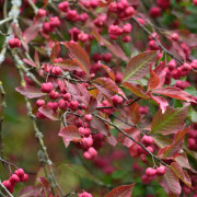 Benved - Euonymus europaeus (Storlek: 150-175 C12)
