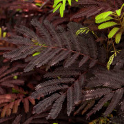 Silkesträd - Albizia julibrissin Summer Chocolate (Storlek: 80-100 C3)