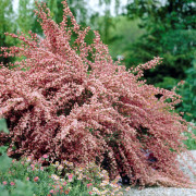 Praktginst - Cytisus scoparius Moyclare Pink (Storlek: 30-40 C2)