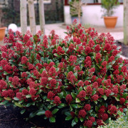 Japansk skimmia - Skimmia japonica Rubella (Storlek: 20-25 C3)