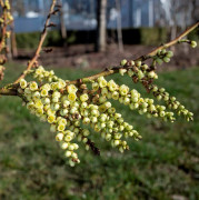 Pärlsvansbuske - Stachyurus praecox (Storlek: 40-50 C3)