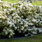 Japansk Snöbollsbuske - Viburnum plicatum Rosace (Pink Sensation) (Storlek: 40-50 C5)