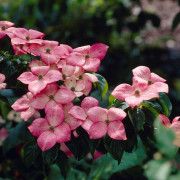 Koreansk Blomsterkornell - Cornus kousa Beni-fuji (Storlek: 60-80 co)