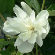 Kameliaschersmin - Philadelphus x virginalis Snowbelle (Storlek: C5)