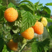 Hallon - Rubus idaeus Two Timer ® Sugana ® Yellow (Storlek: C2)