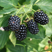 Björnbär - Rubus fruticosus Navaho ® Big and Early ® (Storlek: C3)