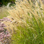 Silvergräs - Achnatherum calamagrostis (Stipa) (Krukstorlek: 0,5-1L)