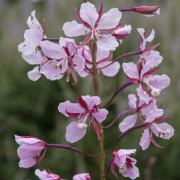 Rallarros - Chamaenerion (Epilobium) angustifolium Stahl Rose (Krukstorlek: 0,5-1L)