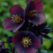 Hybridjulros - Helleborus x hybridus Blue Lady (Krukstorlek: C1)