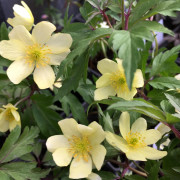 Svavelsippa - Anemone lipsiensis Sioux (Krukstorlek: 0,5-1L)