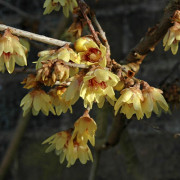 Vinterkryddbuske - Chimonanthus praecox (Calycanthus) (Storlek: 30-40 C3)
