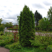 Tuja - Thuja occidentalis Holmstrup (Holmstrupii) (Storlek: 60-70 C3,5)
