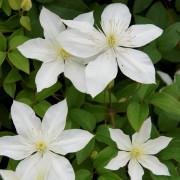 Klematis Storblommig