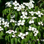 Koreansk Blomsterkornell - Cornus kousa Weisse Fontäne (Storlek: 80-100 C7)