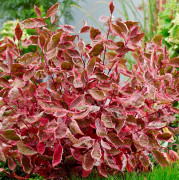 Rysk Kornell - Cornus alba Miracle ® (Storlek: 60-80 C4)