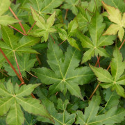 Japansk Lönn - Acer palmatum Bi-hoo (Storlek: busk C3)