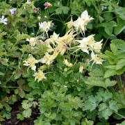 Pastellakleja - Aquilegia hybr. Spring Magic Yellow (Krukstorlek: 0,5-1L)
